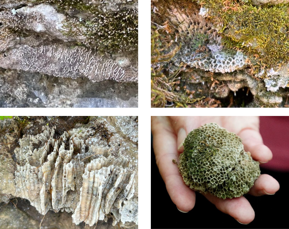 Event image Geology of the Owen Sound Area in 5 Hikes @ the Library